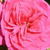 Roz - Trandafir pentru straturi Grandiflora - Floribunda - Sidney Peabody